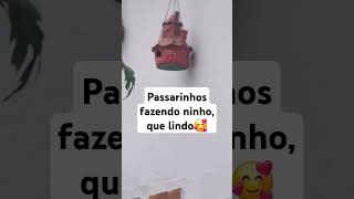 #passarinhos #viralsong #lindo #music ##aves #shortsbrasil #reflexão #animais #amor