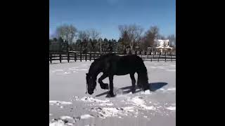 o belo e famoso cavalo frisean