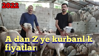 2022 KURBANLIK FİYATLARI KÜÇÜKBAŞ#havanpazari#kurbanlikkoc#kurbanpiyasasi#kurbanbayrami#kurbanlik