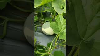 Crop- Muskmelon Variety- Ksp-1561 pranav Kalash seeds pvt ltd Place: poonachi , Seedlings Available