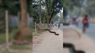 Big Snake Cross the Main Road Catch on Camera | Animal Theater #Giantsnake #snake