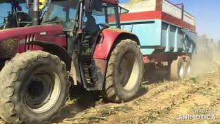 ensilage de maïs 2020