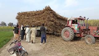 2 Belarus tractor Heavy Stuck in Mud Suggrance _ٹرالی الٹ گئی  _ Tractor Video _