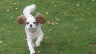 Cavalier King Charles Lovely Louis Louis.