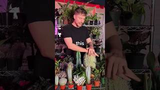 cake ka cactus #shots #mr beast #viralvideo