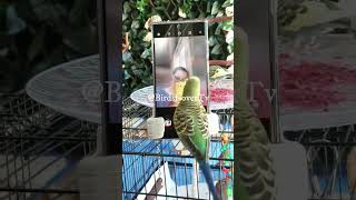 Smart and lovely little budgies #part-1