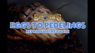 Eggs to Pedelings - Gorby Exotics Vlog 34