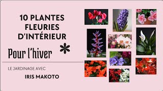 10 plantes d'intérieur fleuries en hiver