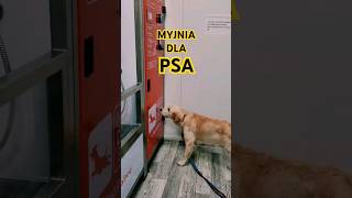 Myjnia dla PSA kąpiel psa #goldenretriever