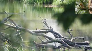 Eisvögel an der Mulde bei Canitz