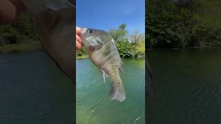 Big 10 inch blue gill