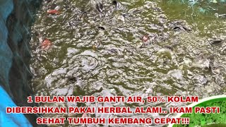 WAJIB! 1 BULAN PEMELIHARAAN KOLAM GANTI AIR, MEMAKAI HERBAL ALAMI!!!