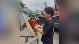 Saving injured macaw and giving them a second chance at life | Animal rescue compilation