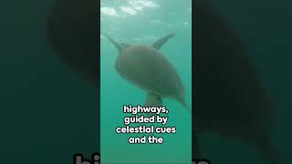 The Majestic Journey of Sea Turtles