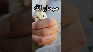 ما شاء الله الله أكبر