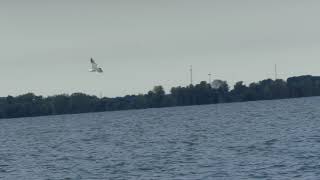 Common Tern