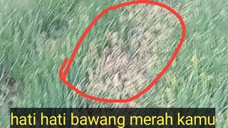 hati hati tanaman bawang merah kamu kalau sudah seperti ini