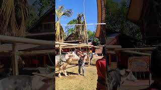 Waoww,, ada Kuda di RITUAL PEMAKAMAN TORAJA