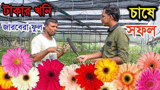 টাকার খনি জারবেরা ফুলের চাষের ইতিকথা - Garbera Flower Farming in Bangladesh - পর্ব ৩৭ - কৃষি বিচিত্র