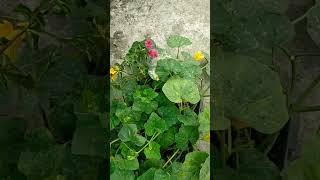 In My Rooftop Garden#rooftop#garden#roof#gardening#nature#natural#rooftopgarden #foryou#naturelovers