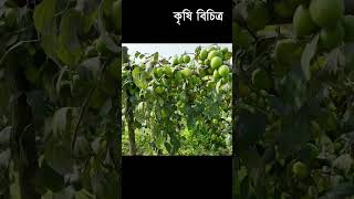 পাতায় পাতায় ধরেছে বড়ই -  Krishi Bicitro - কৃষি বিচিত্র #shorts