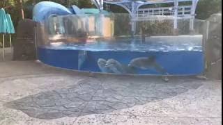 Cute Dolphins Check Out Squirrels at Seaworld Orlando Dolphin Nursery