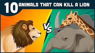 10 Animals That Can Kill A Lion