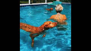 Vizsla vizsla summer swim #vizsla #cutedog #florida #dogswimming #dogshorts #doglife