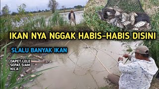 Cuma 2 Jam Cari Ikan Dapet Banyak || Tangkul Ikan || traditional fishing || Branjang ikan