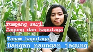 kapulaga tumpang sari dengan jagung. #kapulaga #jagung #hijautv