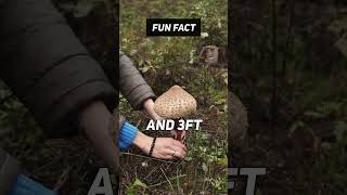 Fun Fact: 🍄😲 Giant Mushrooms?!?! #shorts #facts #viral #nature #mushroom