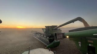 Cutting beans at high speeds with huge heads