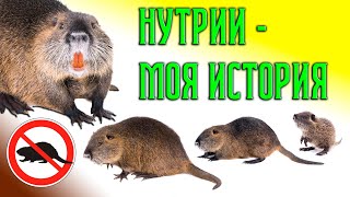 Нутрии  - моя история нутриеводства