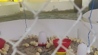 Live At Poultry Farm