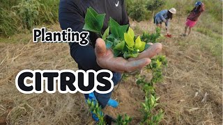 Citrus Planting.