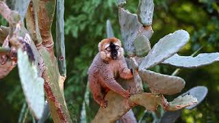 Сommon brown Lemur is eating prickly pear cactus. Madagascar. Berenti National Park.