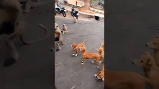 monkeys 🐒and puppies 🐶||one frame || odiaha ||Barunei temple