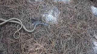 Platyceps najadum - Σαΐτα, Dahl's Whip Snake ΣΑΙΤΑ