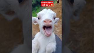 Funny Goat Viral Video 🤣🤣🤣#comedy #funny #trending #shorts