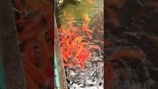 #koifish #orange #pleasesubscribe #hawaii #honolulu #oahu #shortsviral #viral #hungryfish