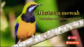 MASTERAN MEWAH CUCAK CUNGKOK FULL TEBAKAN #masteranburung #burung #burungkicau