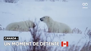 Deux ours polaires s'amusent dans la neige