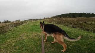 German shepherd on walk. Eros på tur. 07.09.2024. still you tubes most boring video