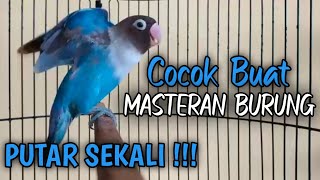 Masteran burung Lovebird,suara burung Lovebird ngekek panjang