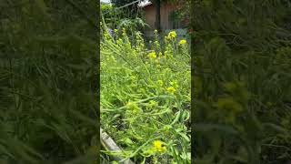 Flower Caisim #plants #garden #short #shorts #caisim #mustard