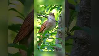 Beautiful nightingale chirping bird sound #shorts #birds