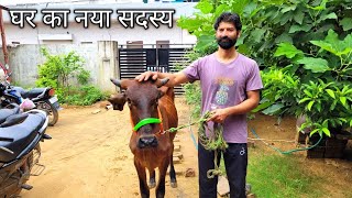 घर का नया सदस्य | गिर गाय