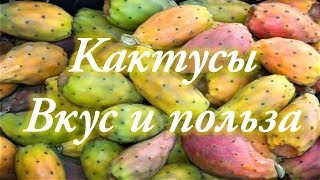 Кактусы. Вкус и польза. Тунис.