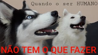 #21-QUANDO o ser HUMANO não tem o que FAZER - HANNAH E SOL - Husky Siberian