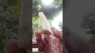 Bikin asam durian yang enak banget 😋😋